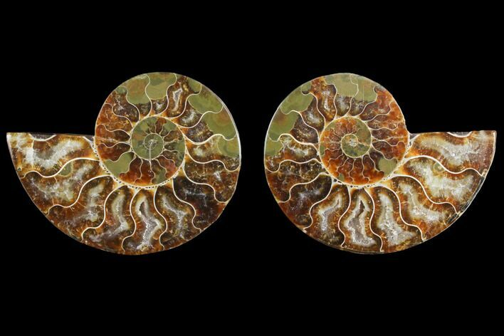 Agate Replaced Ammonite Fossil - Madagascar #145829